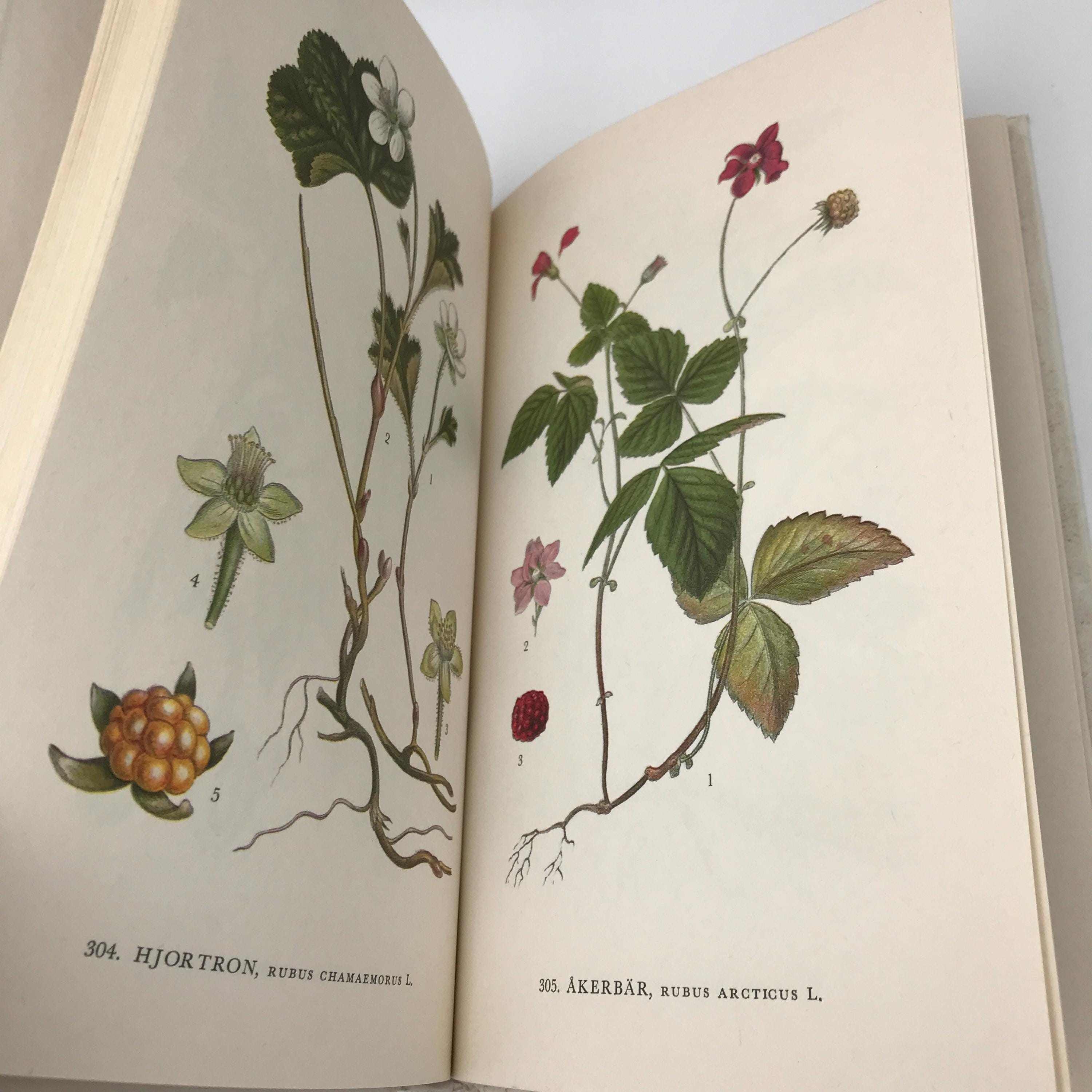 Nordens Flora / スウェーデンの植物図鑑 C.A.M Lindman