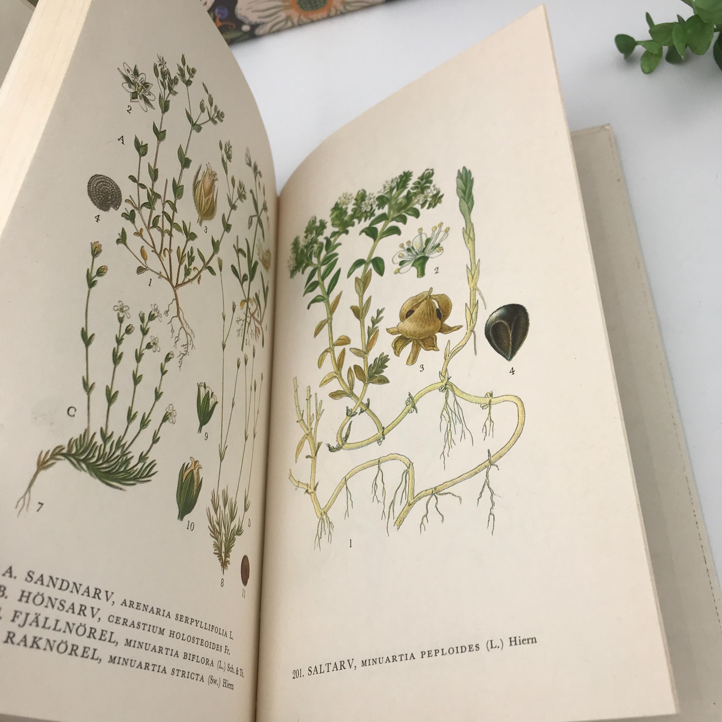 Nordens Flora / スウェーデンの植物図鑑 C.A.M Lindman