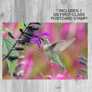 May include: A hummingbird with green and white feathers hovers near a purple flower with black calyxes. The background is a blur of pink and green.