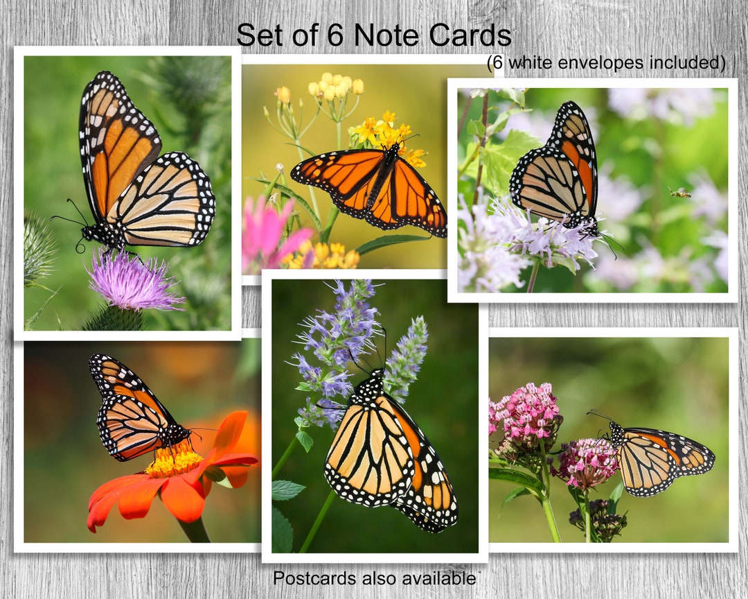 Monarch Butterfly Note Card Set B2 Monarch Butterfly Photo Birthday ...