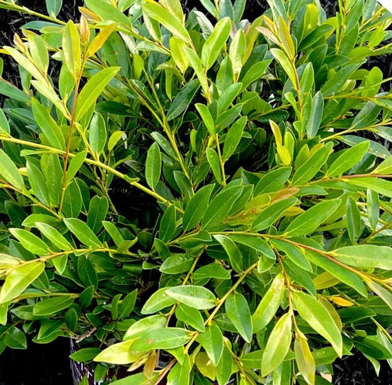 Vintage Jade Distylium 3 Gallon Etsy