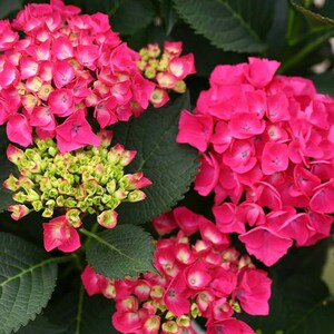 Image of Cityline Paris hydrangea in a wedding bouquet