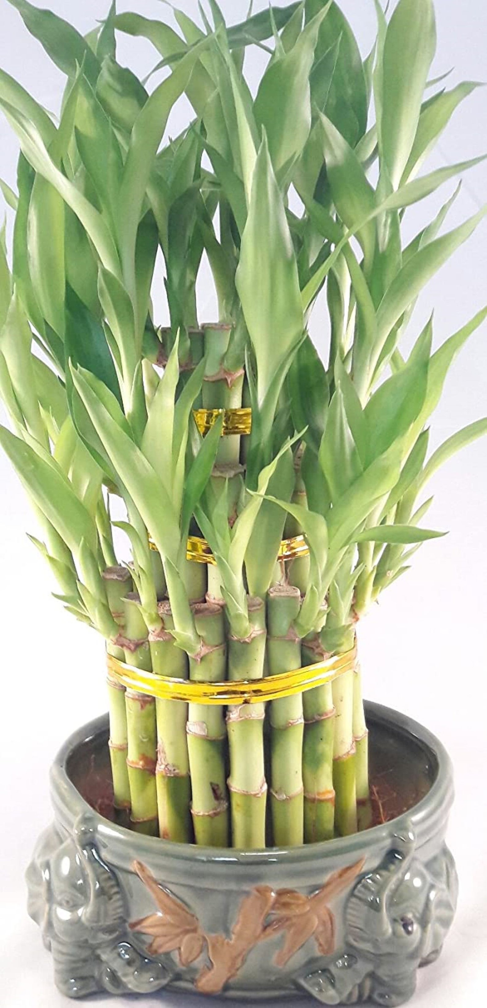 Lucky Bamboo Tower in Double Elephant Pot Etsy