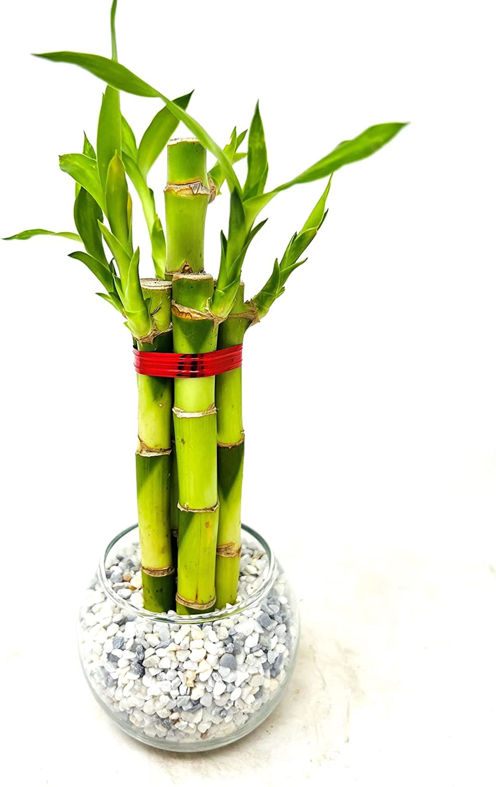 Lucky Bamboo Stalks in 'round Glass Vase' River Rock Lucky Green Inc 