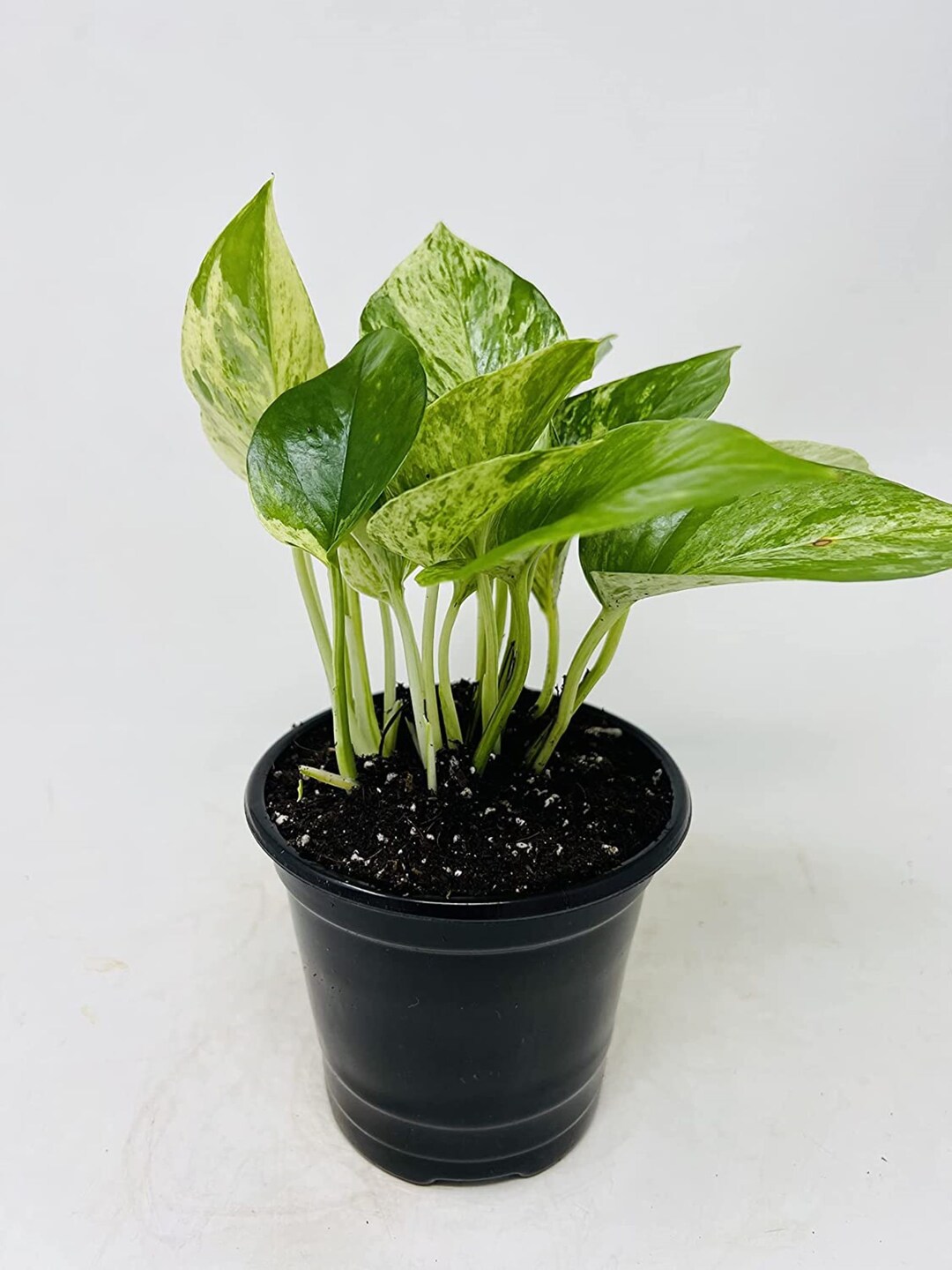 Two Marble Queen' Devil's Ivy Pothos 4.5 Pot - Etsy