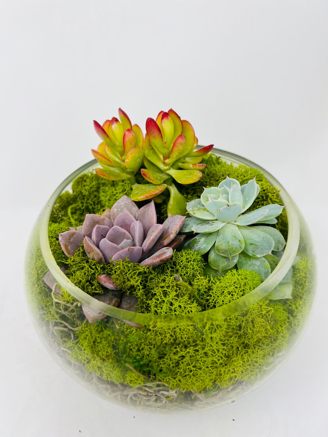 Glass Bowl Succulent DIY Terrarium live Plants Etsy