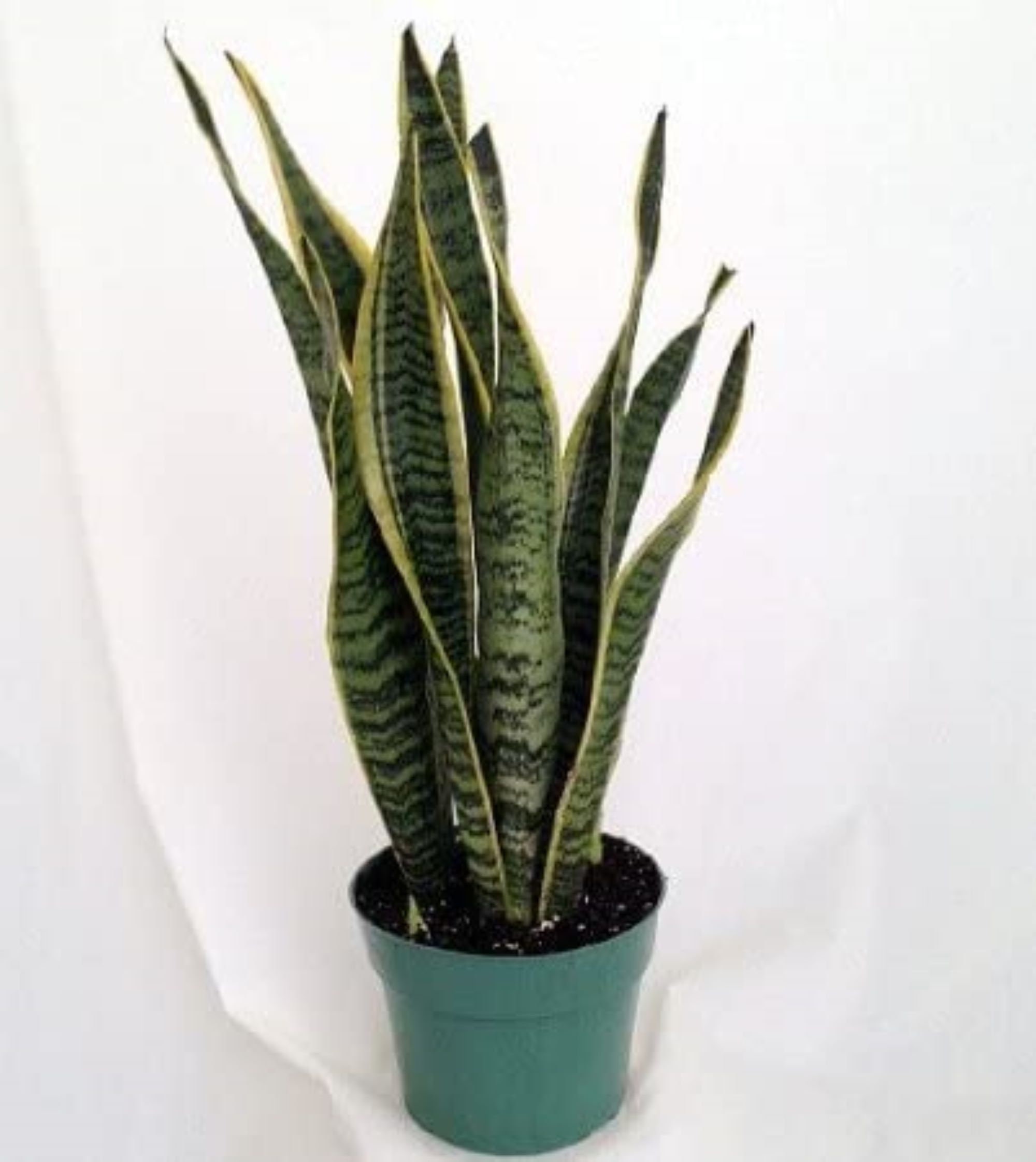 spider plant ocean Spider Plant | Chlorophytum Comosum Ocean