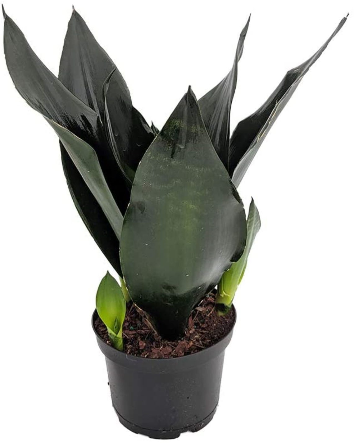 Black Dragon Snake Plant Sansevieria 6 Pot Etsy