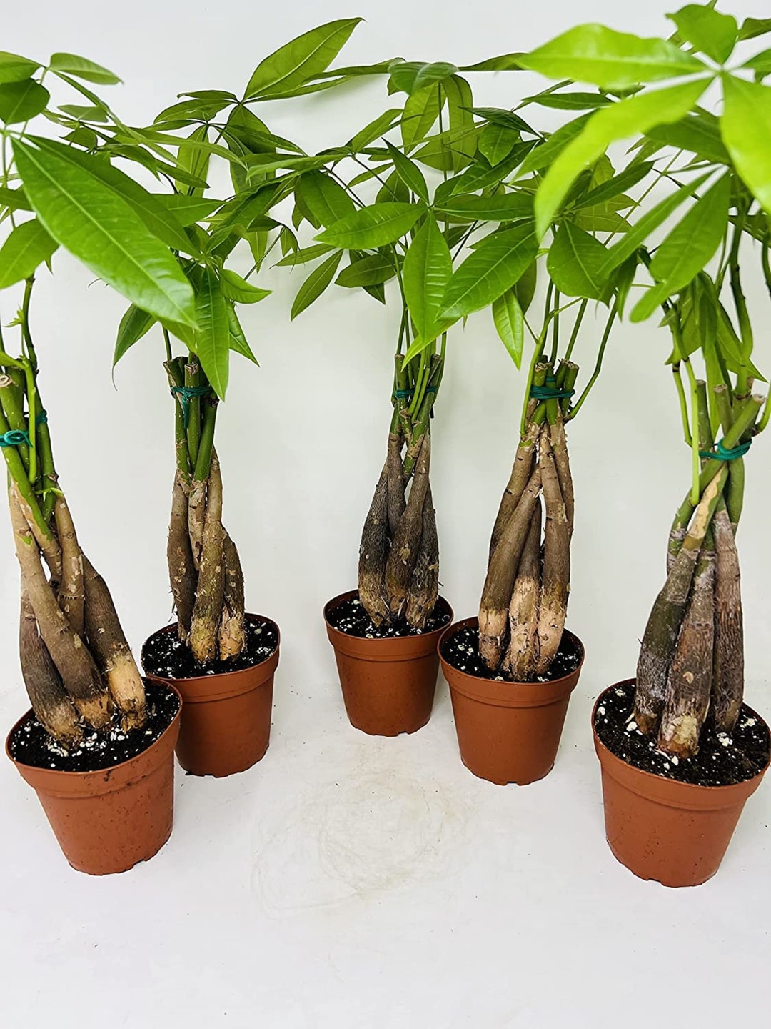 5 Money Tree Plants in 5 Training Pots Pachira Aquatica Etsy