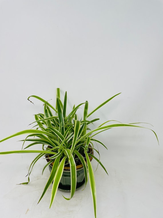 Reverse Variegated Spider Plant