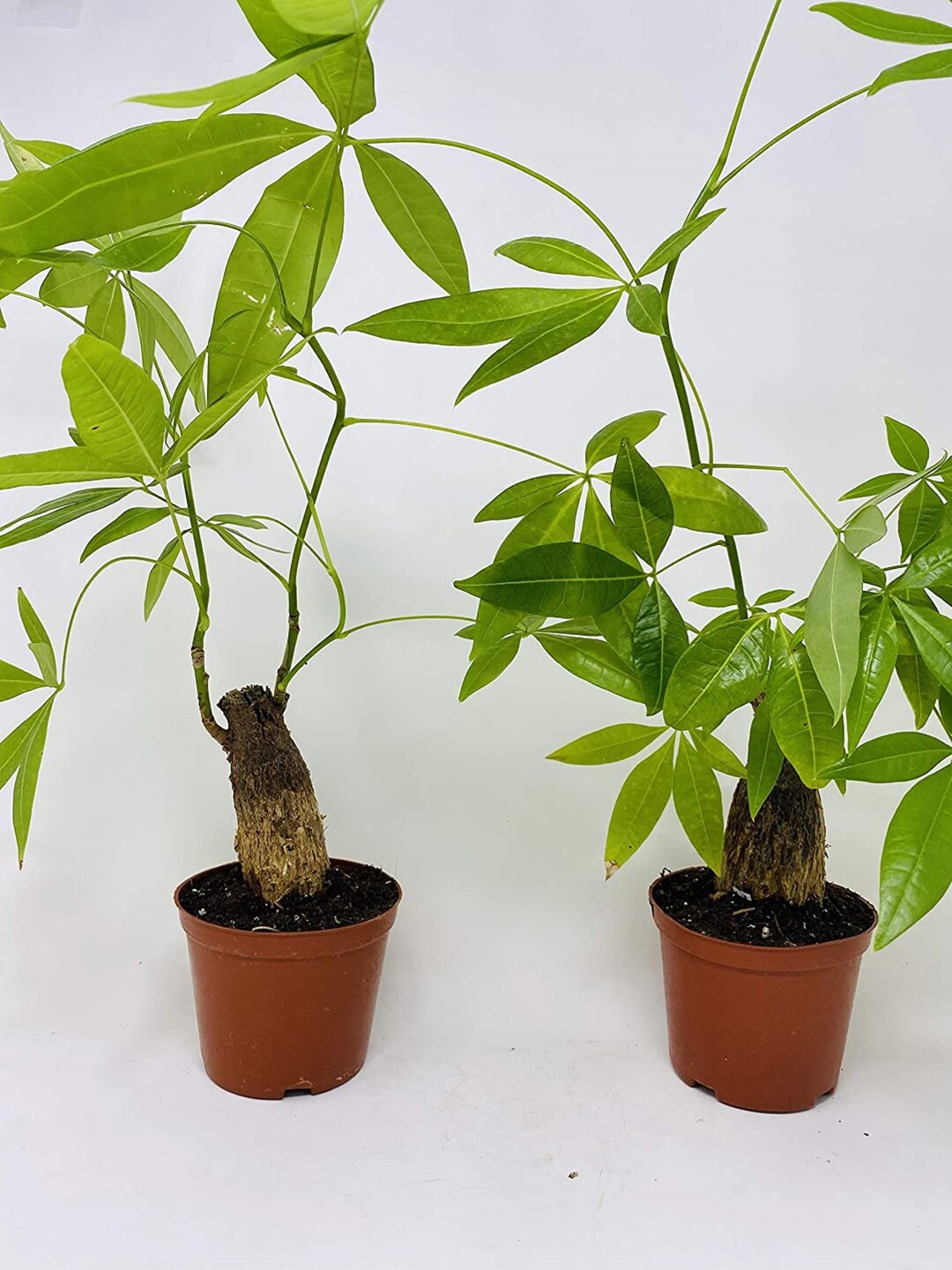 Lucky Money Tree Single Pachira Plants 2 Trees in 4pots Etsy
