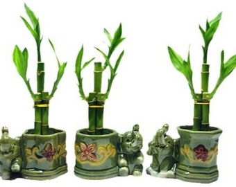 3 Sets of Lucky Bamboo Arrangements in 3 Different Shapes of Lucky Bamboo Vase