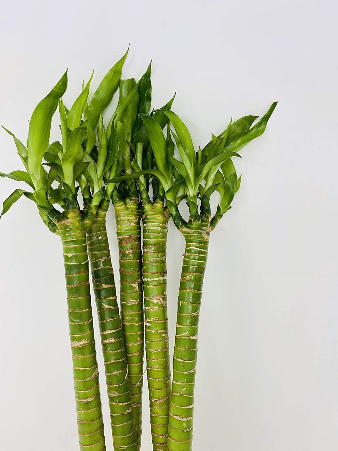 20 Hydra Lotus Lucky Bamboo 5 Stalks Etsy