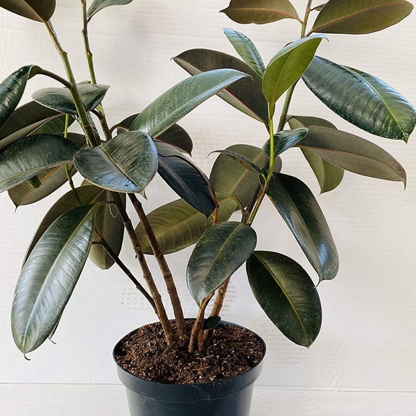 Rubber Plant Tree Etsy