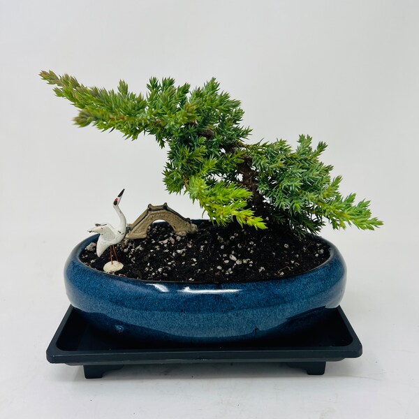 Bonsai Figurines Etsy