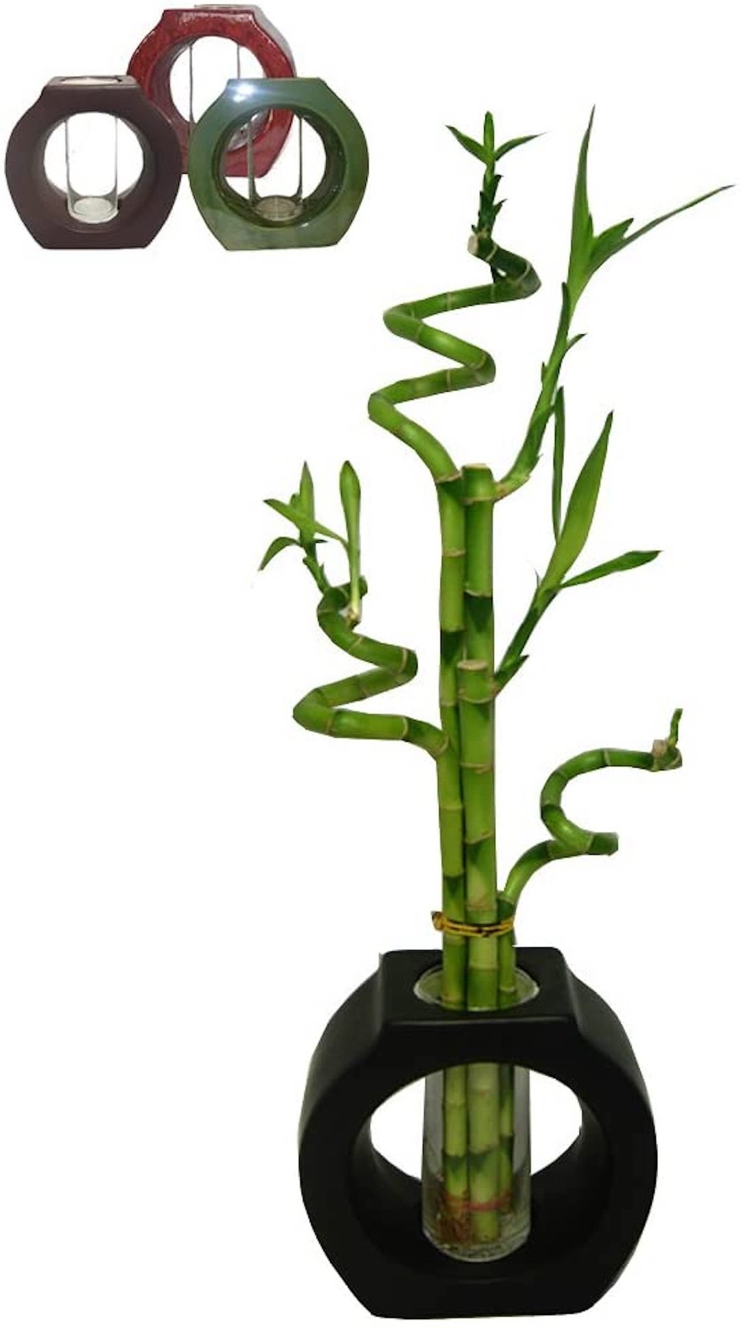 - Boundless Blessings: Spiral Lucky Bamboo To Promote Expansion And Harmony