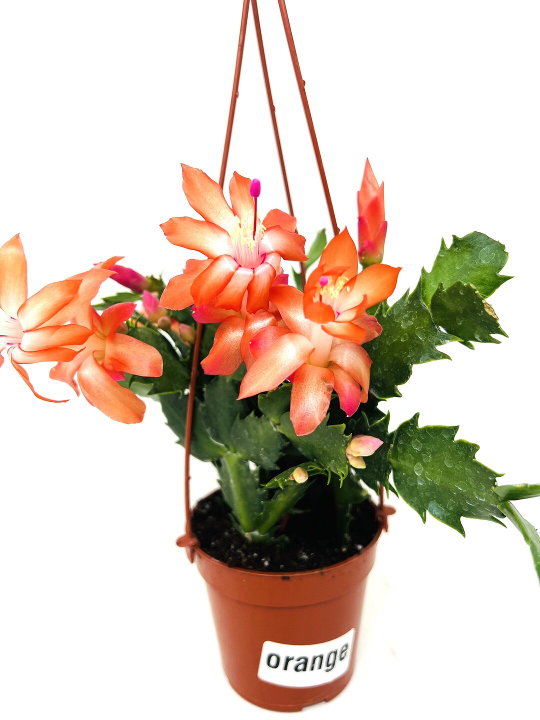 Orange Christmas Cactus 4 Hanging Pot / Live Zygocactus Plants - Etsy