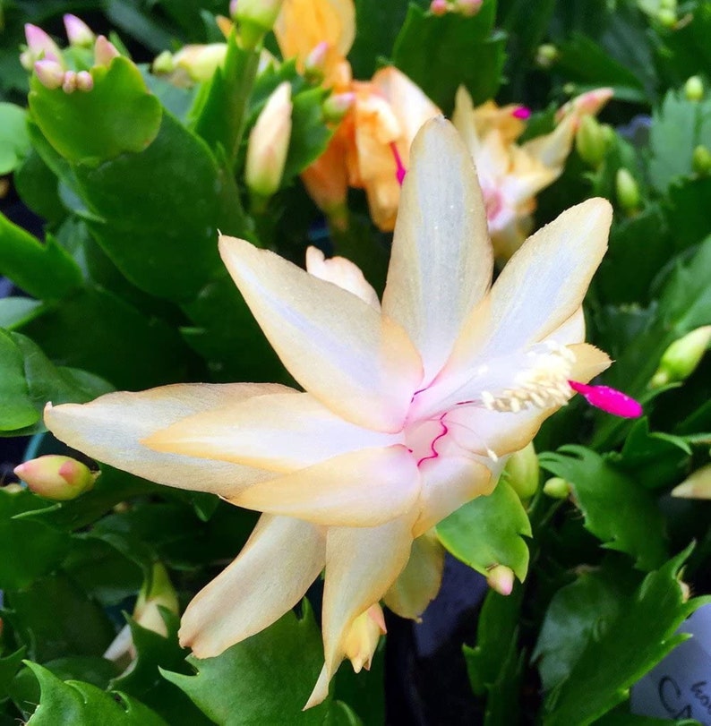 Yellow Christmas Cactus Plant Zygocactus 4 Pot - Etsy