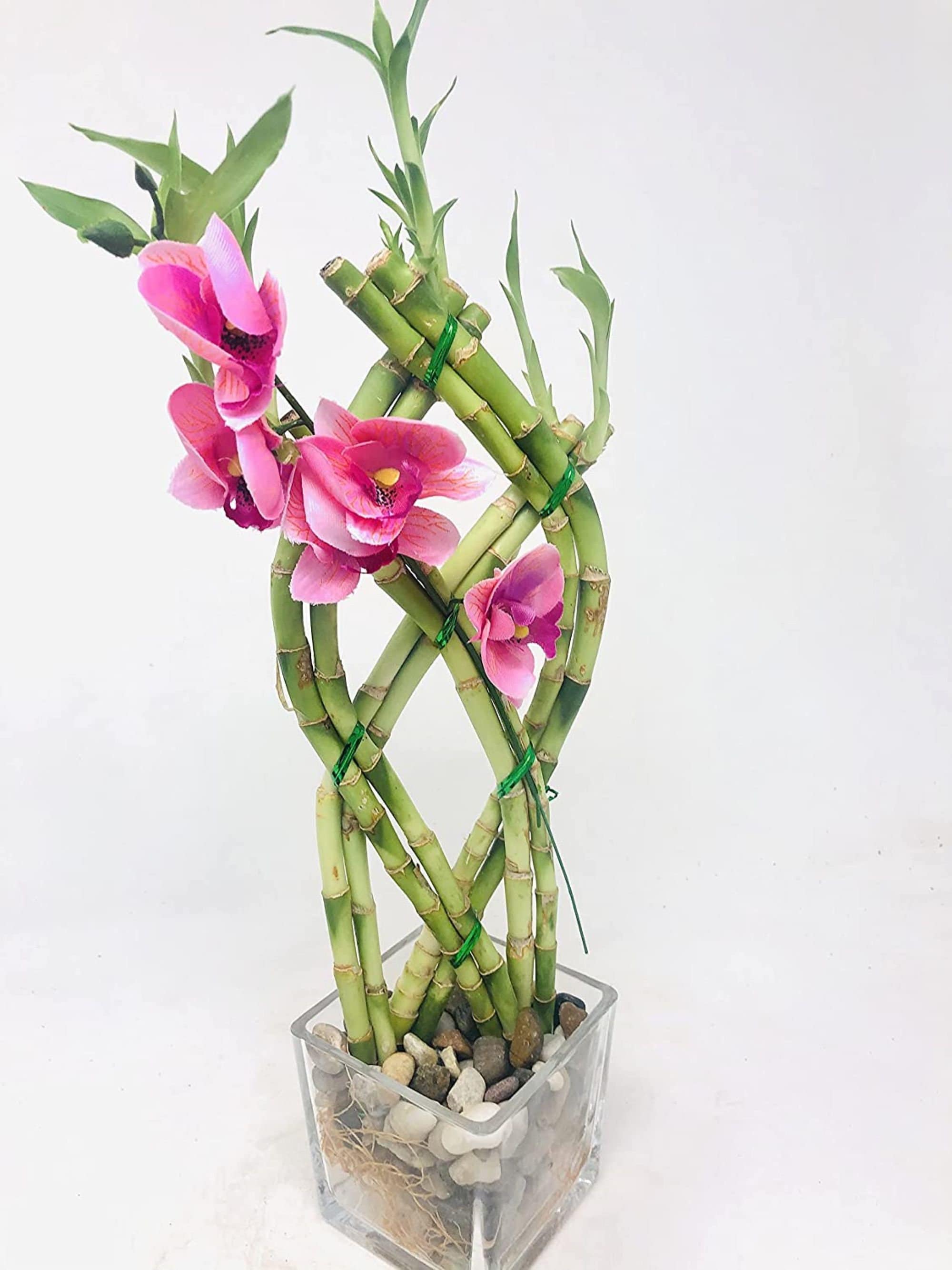 Lucky Bamboo Stalks in 'round Glass Vase' River Rock Lucky Green Inc 