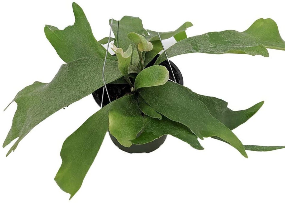 Staghorn Fern 4 Hanging Basket Exotic Platycerium - Etsy