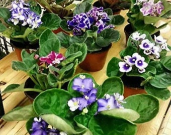 Two African Violet Plants Assorted Colors in Bloom 4" Pots