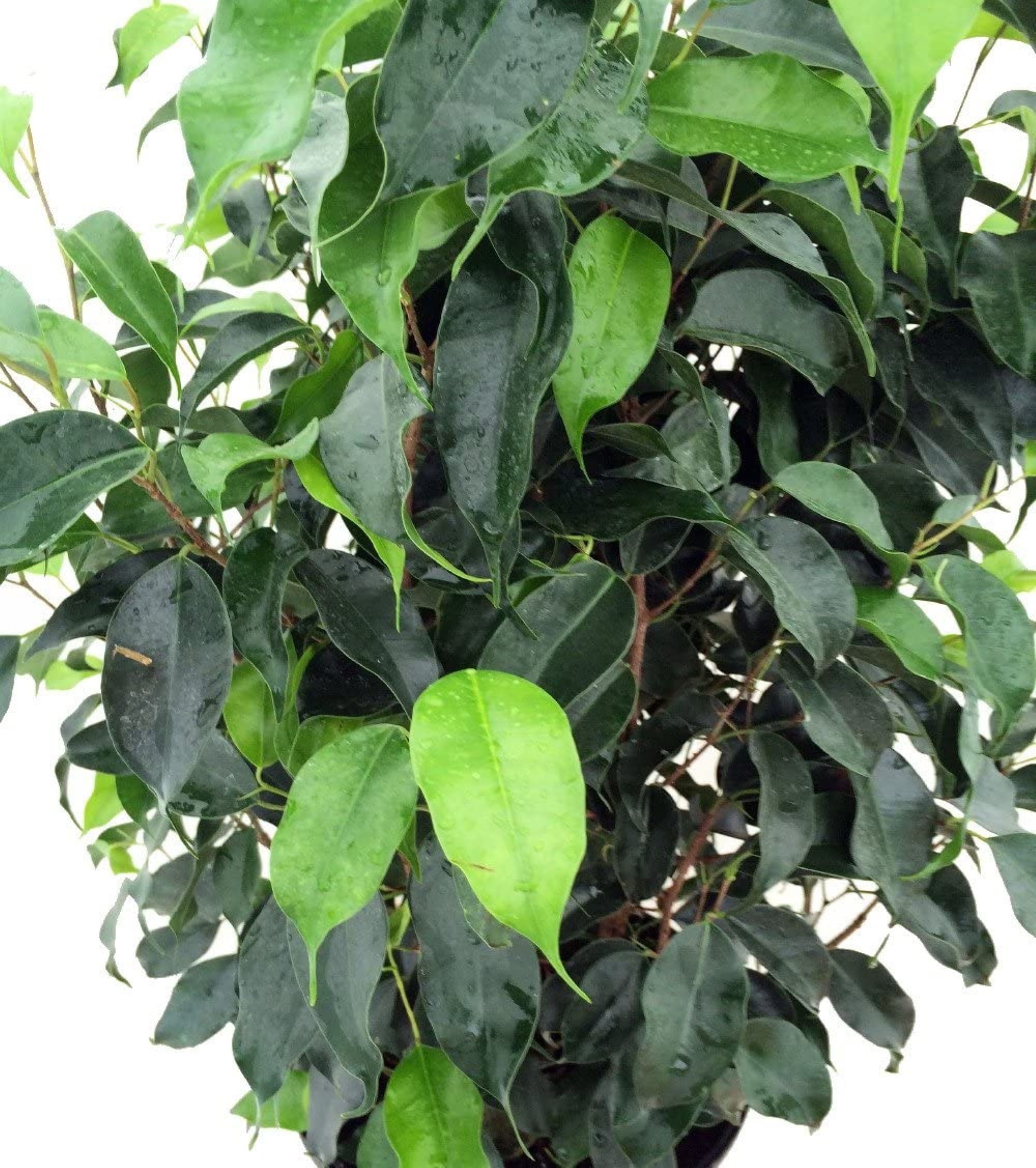 Wintergreen Weeping Fig Tree Ficus 8 Pot Etsy