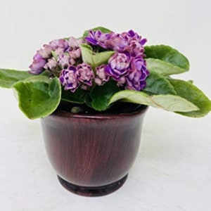 African Violet 4" with Ceramic Pot/Better Growth