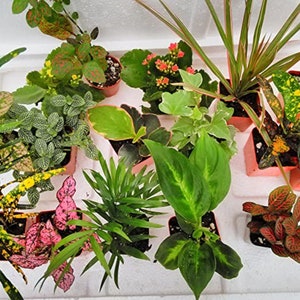 Terrarium & Fairy Garden Plants 5 Plants in 2.5 Pots - Etsy