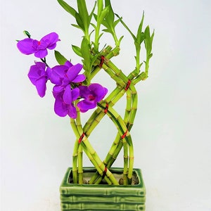 Live 8 Braided Style Lucky Bamboo Plant Arrangement with Green Vase