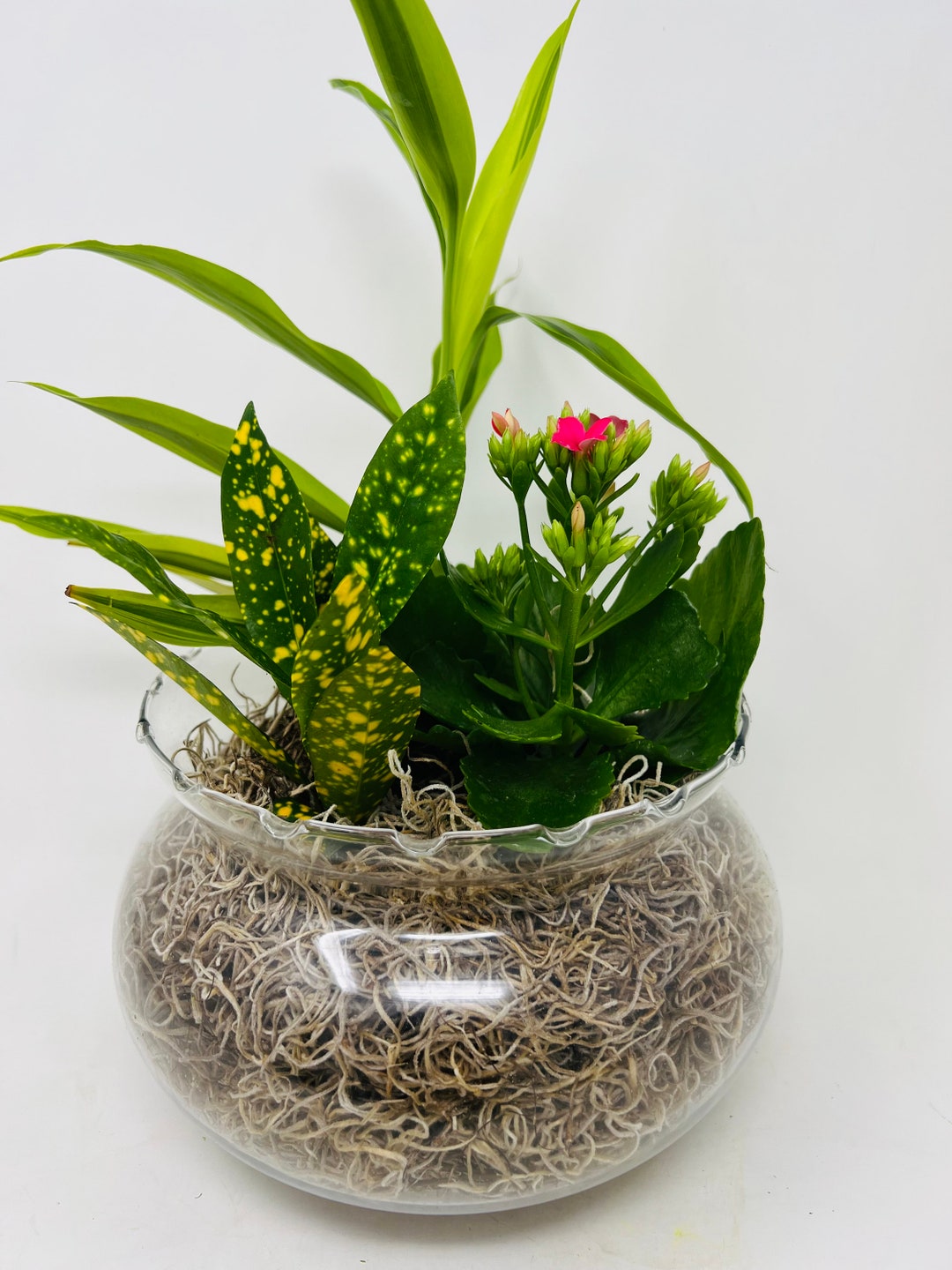 Live Terrarium Plants DIY Decorative Clear Bowl spanish Moss Etsy