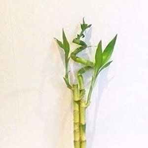 3 Stalks of Lucky Bamboo Live