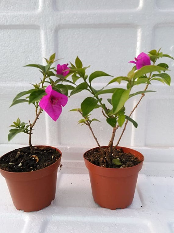 Two Royal Purple Bougainvillea Plant 4pots Etsy