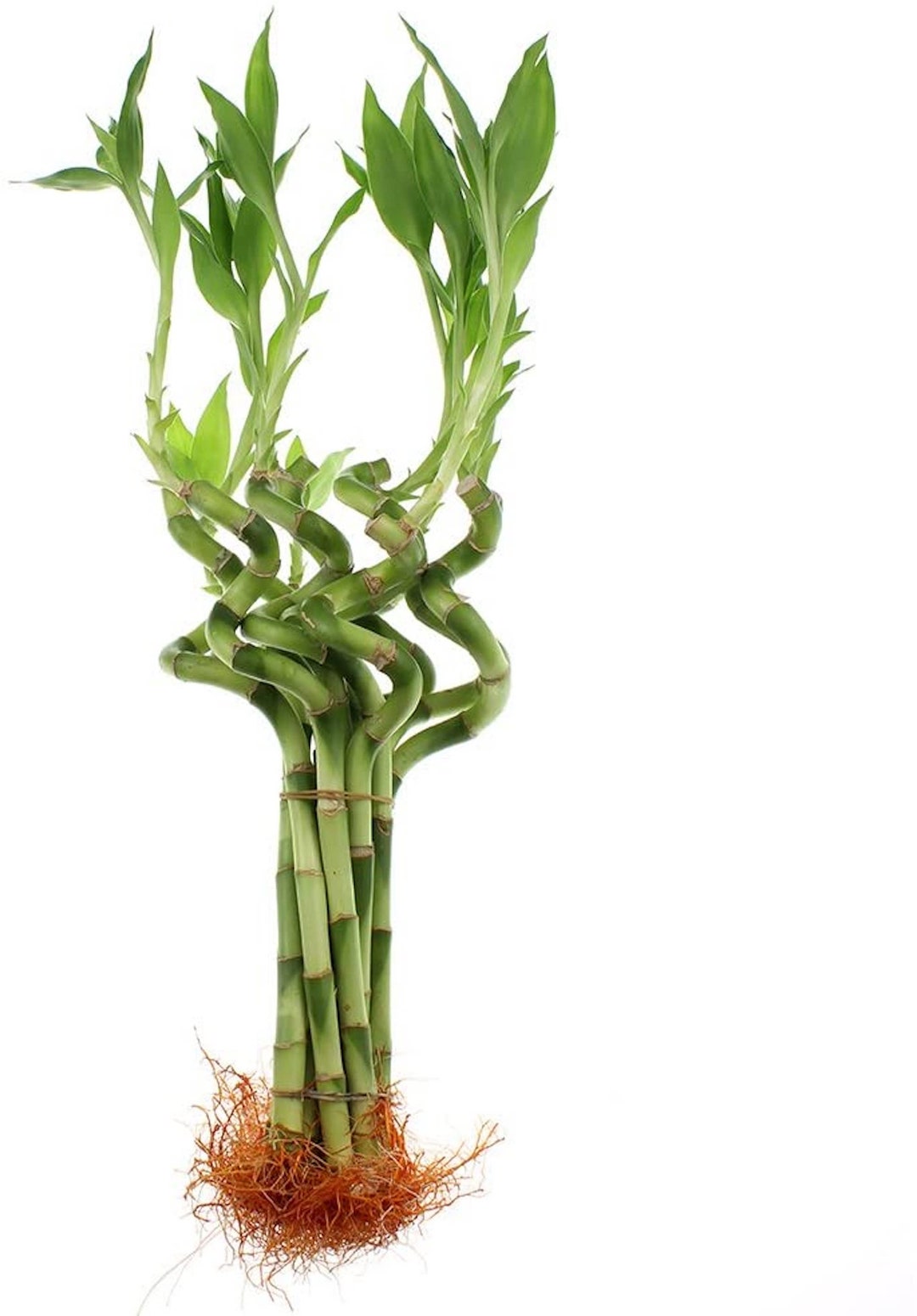 - Boundless Blessings: Spiral Lucky Bamboo To Promote Expansion And Harmony