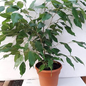 6'' pot Weeping Fig Tree Ficus Benjamina