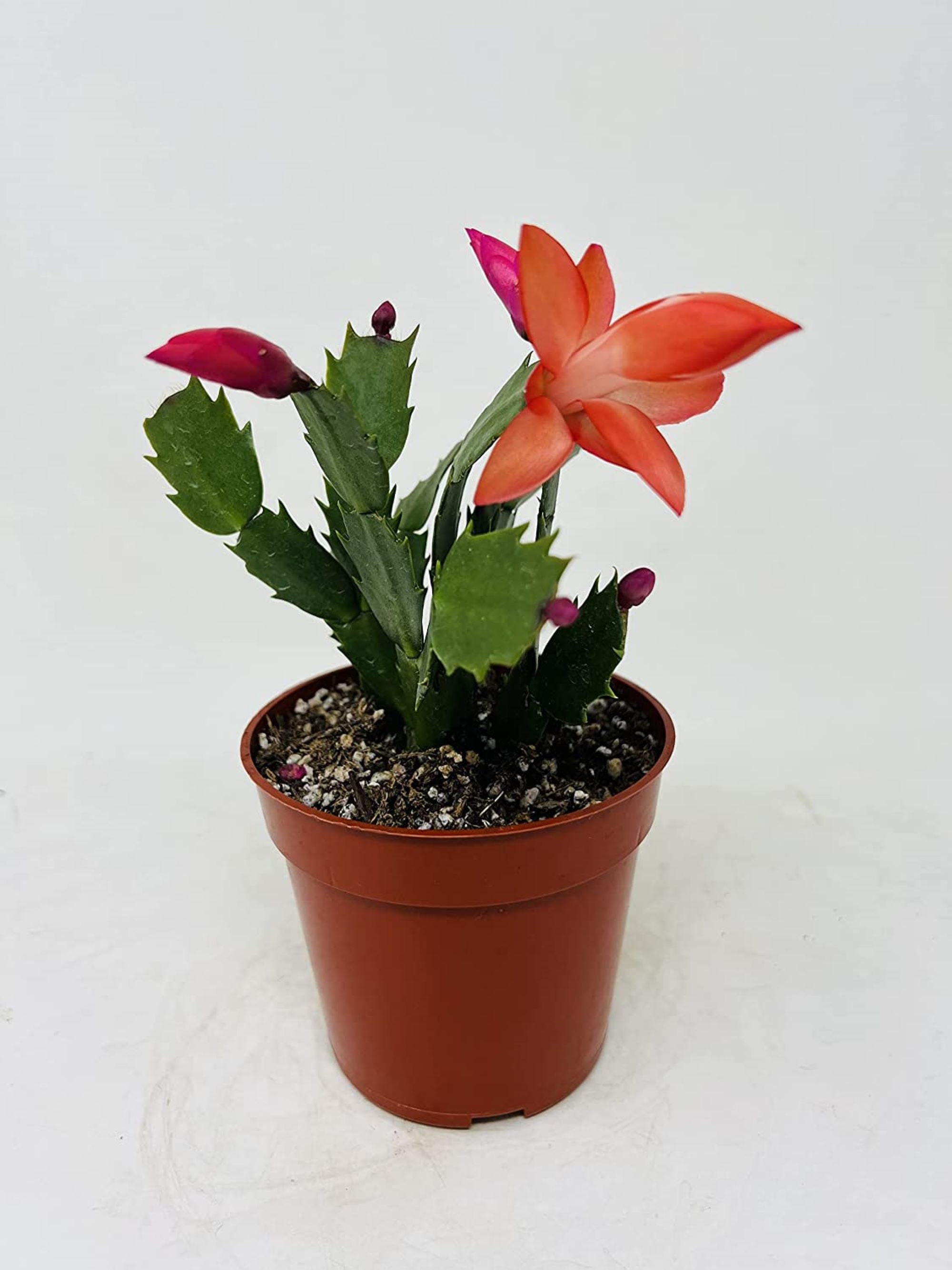 Cactus de Noël, 4'', assorti ZYG2.5