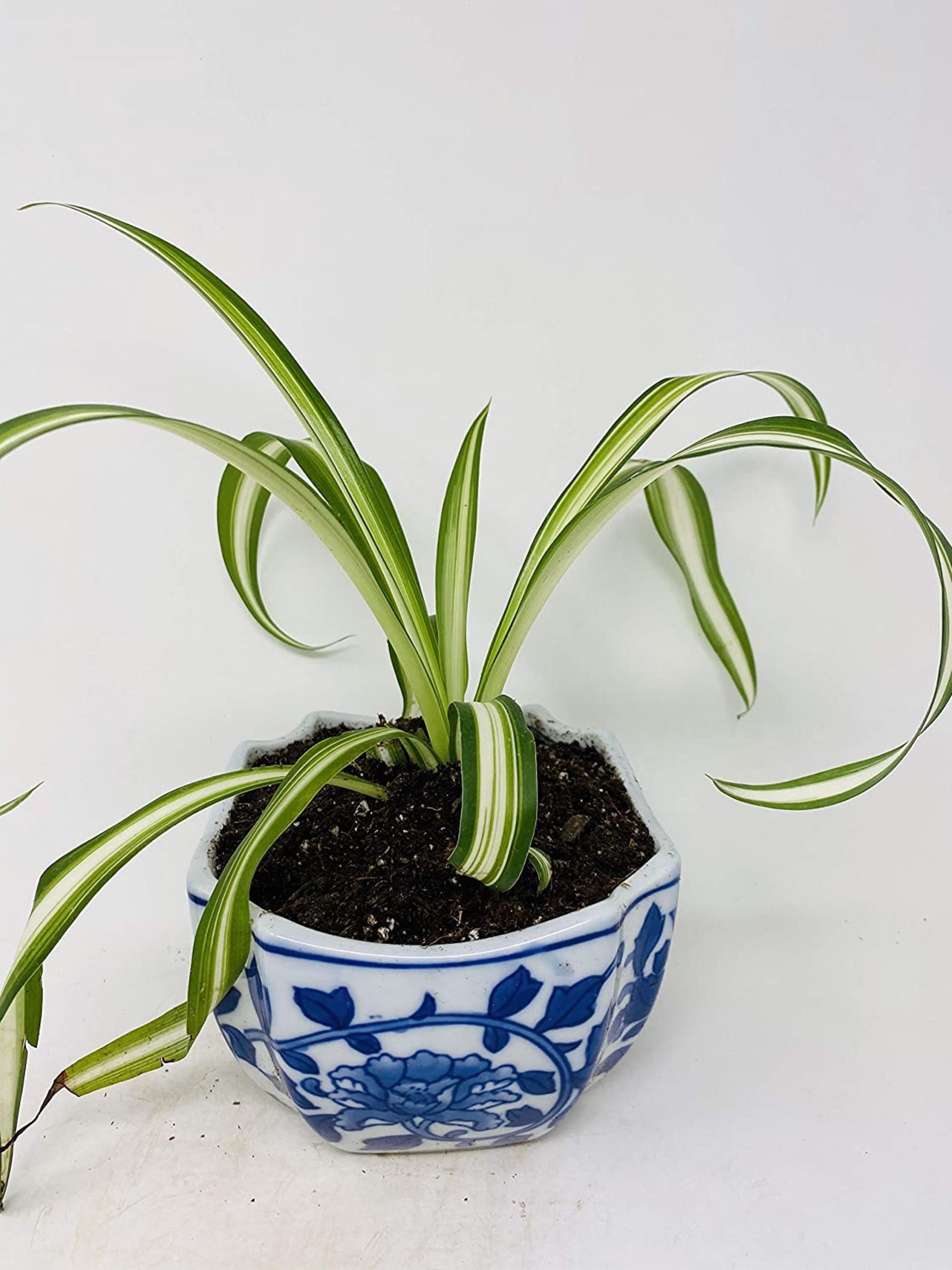 Chlorophytum comosum 'Ocean' - Spider Plant (4.5 Pot)