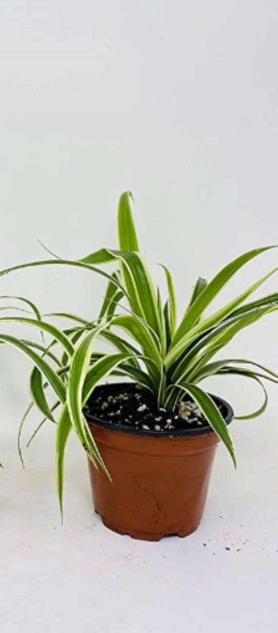 Reverse Variegated Spider Plant