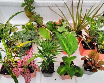 Terrarium & Fairy Garden Plants 8 Plants in 2.5 pot