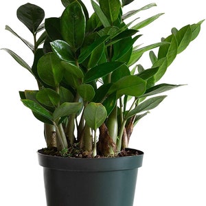 Zamioculcas zamiifolia Plant 6" Pot -"ZZ"/ Good Fortune/Wealth/ Lucky Plants Lucky Green inc