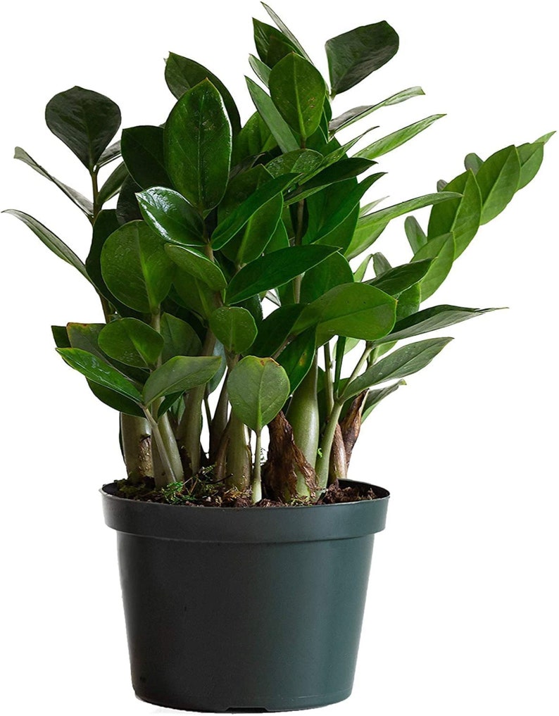 Zamioculcas Zamiifolia Plant 6 Pot zz/ Good Fortune/wealth/ Lucky