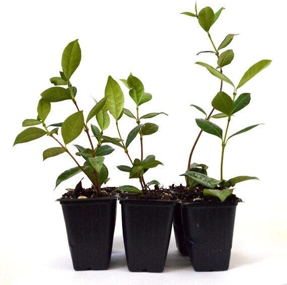 Confederate Jasmine Plant 6 Pack 3'' Pot Etsy