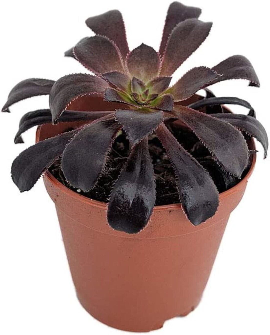 Black Rose Succulent Aeonium Rare Easy to Grow 4 Pot Etsy