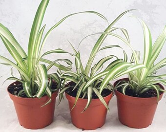 Ocean Spider Plant Cleans The Air  3 Pack