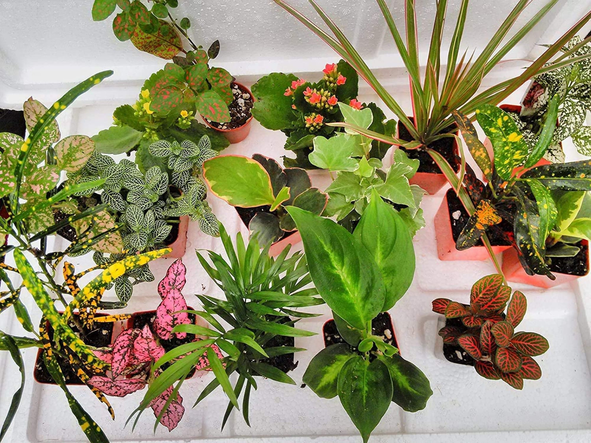 Terrarium & Fairy Garden Plants 10 Plants in 2.5 Pots | Etsy