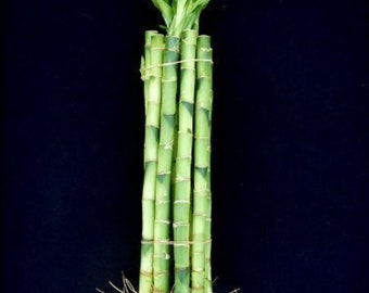 10 Stalks of 10 Inches Straight Lucky Bamboo