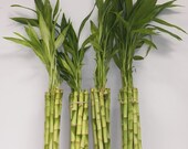 40 Stalks of 12 quot Straight Lucky Bamboo