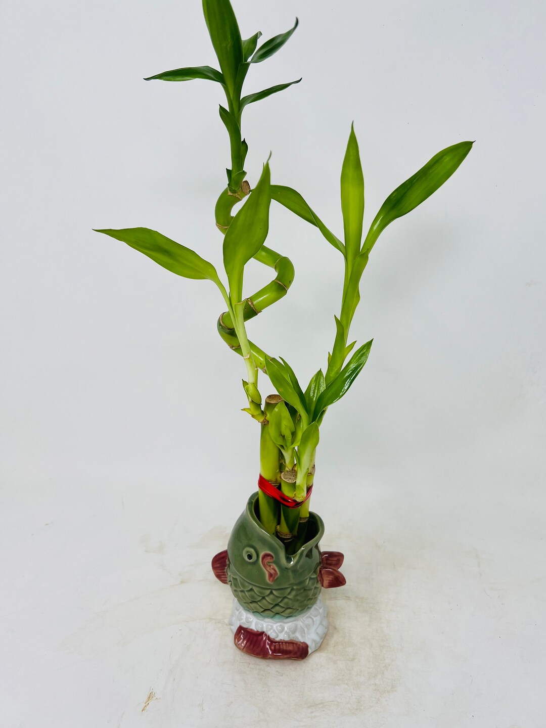 Live Lucky Baboo 5 Stalk Arrangeent - Live Indoor Plant for Hoe Decor, Arts & Crafts, Zen Garden and Feng Shui - Plant Nursery and Lucky Baboo price