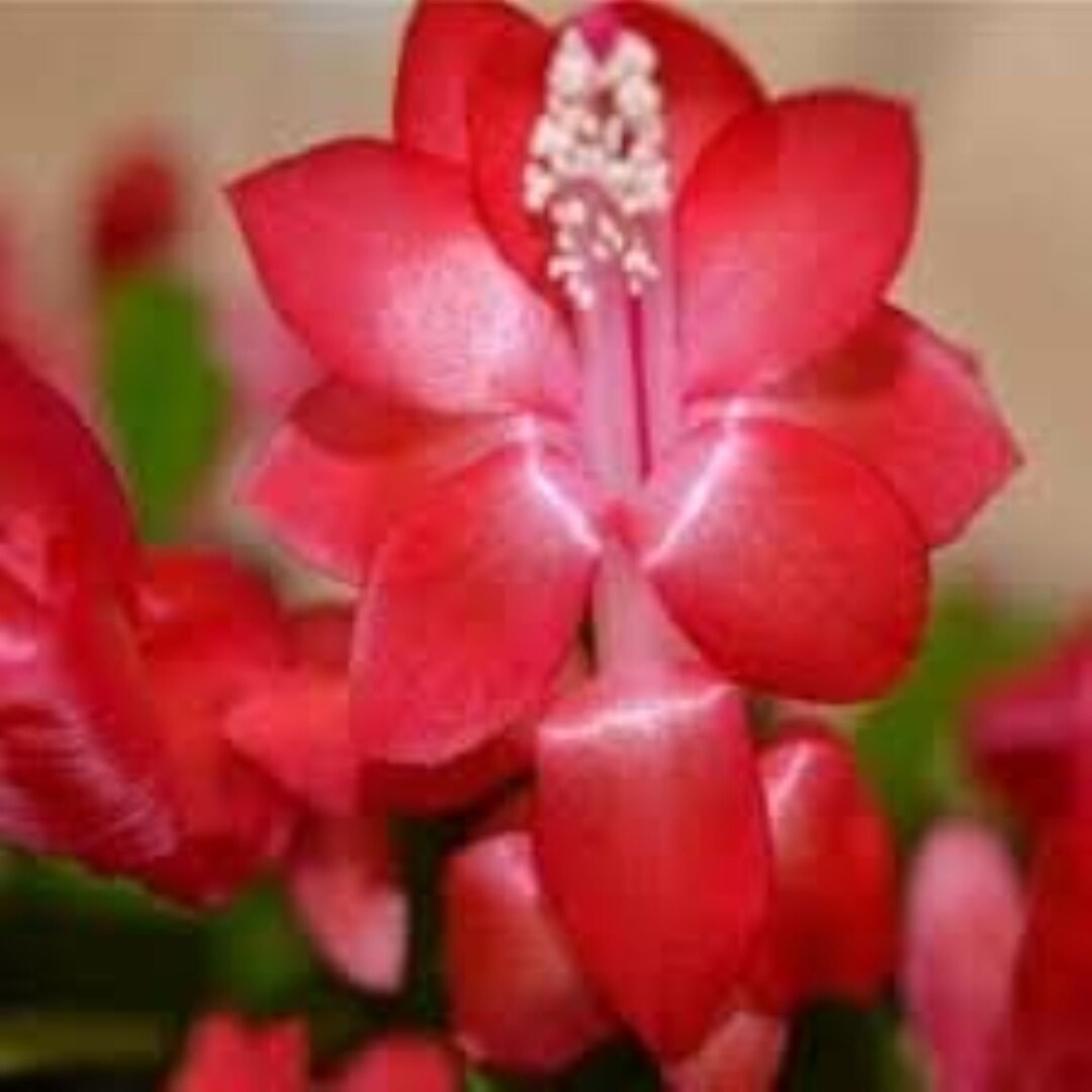 Red Color Christmas Cactus Plant in 6'' Pot great Houseplant for the