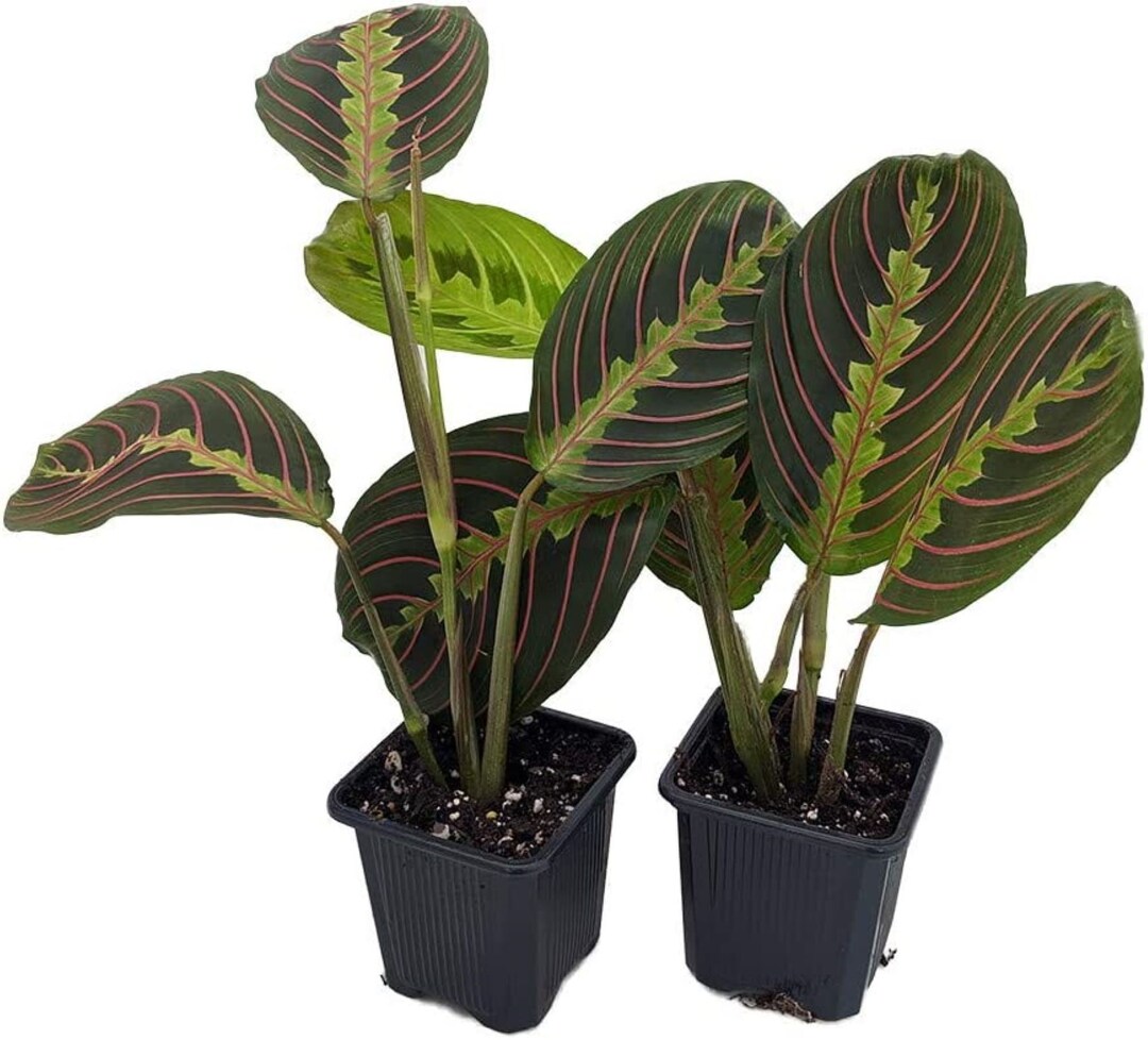Red Prayer Plant 2 Pack Maranta Easy to Grow House Plant 3 Pots Etsy