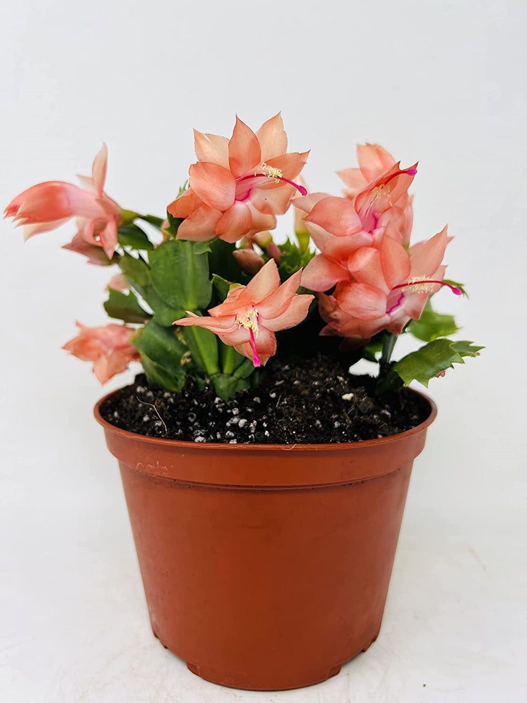 Orange Christmas Cactus 6 Pot zygocactus Plant by Lucky - Etsy